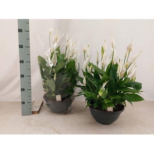 Spathiphyllum  'Chopin'