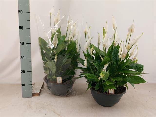 <h4>Spathiphyllum 'Chopin'</h4>