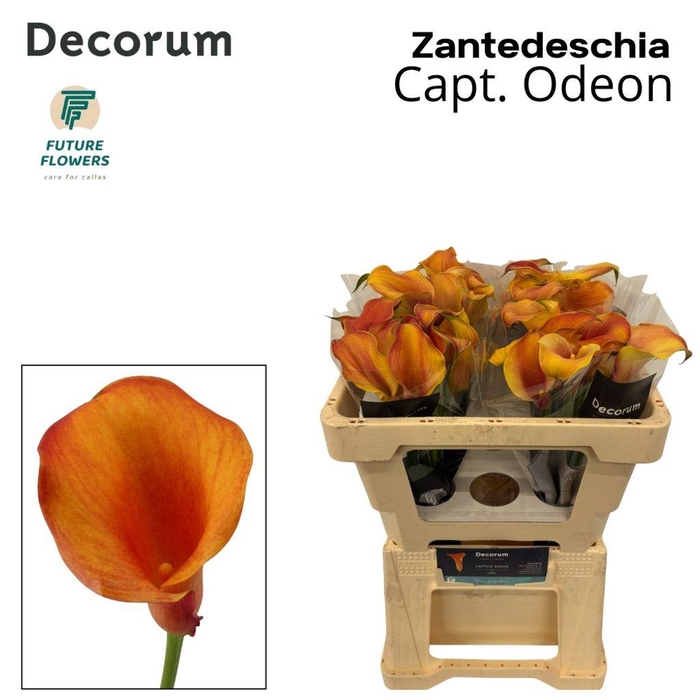 <h4>Zantedeschia captain odeon</h4>