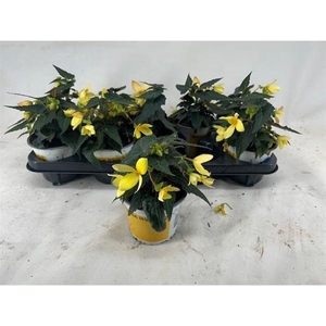 Begonia boliviensis Bovilia Lemon