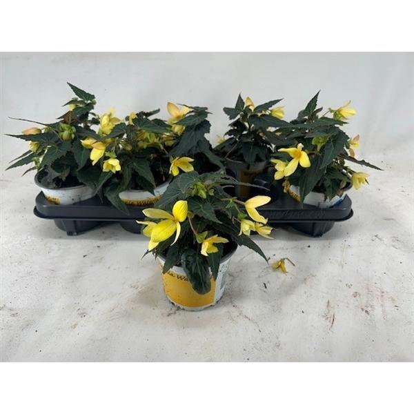 <h4>Begonia boliviensis Bovilia Lemon</h4>