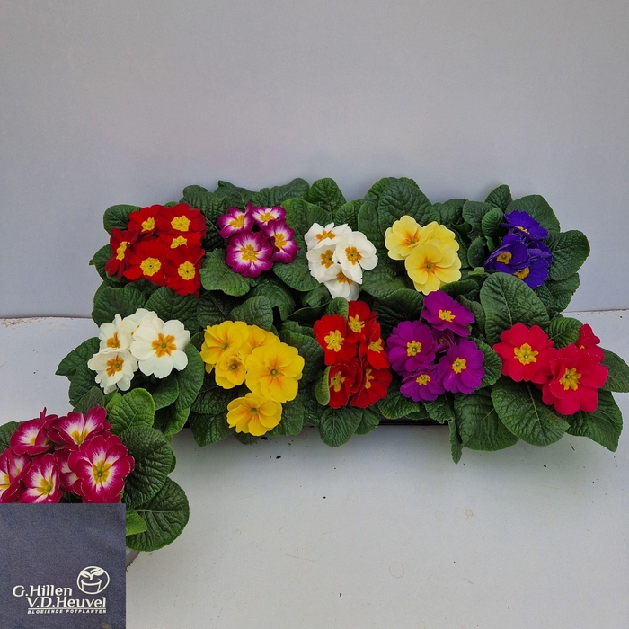 <h4>PRIM AC GEM</h4>