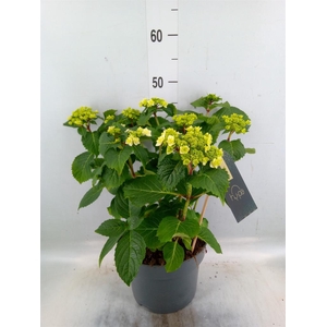 Hydrangea mac. 'Wedding Gown'