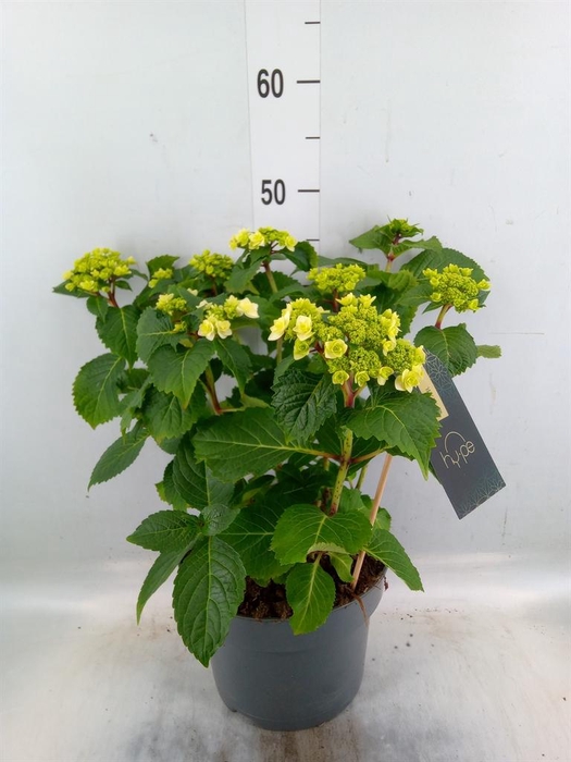 <h4>Hydrangea mac. 'Wedding Gown'</h4>