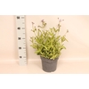 vaste planten 19 cm  Verbena rigida Polaris Sky Blue