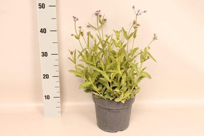 vaste planten 19 cm  Verbena rigida Polaris Sky Blue