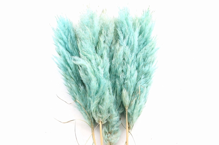<h4>Cortaderia Mint Super</h4>