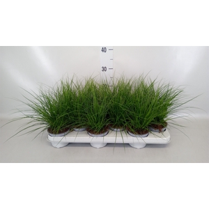 Carex brunnea
