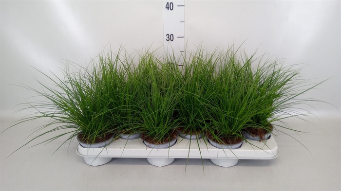 <h4>Carex brunnea</h4>