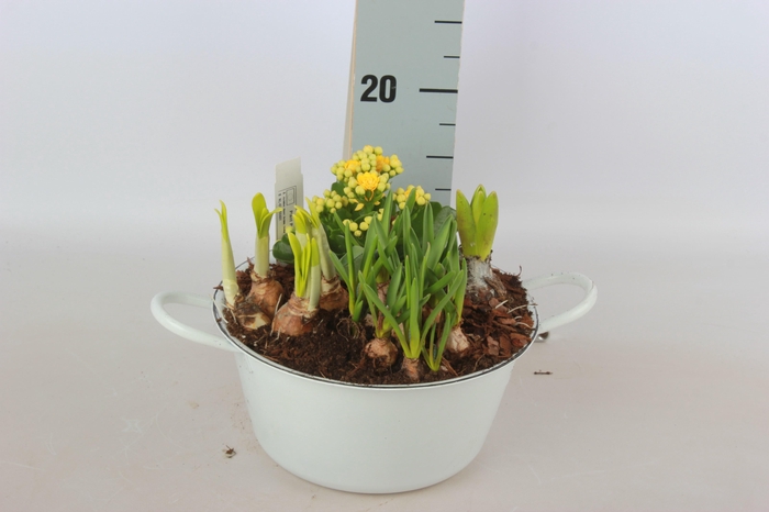 <h4>ARR BOL KNOLGEWAS</h4>