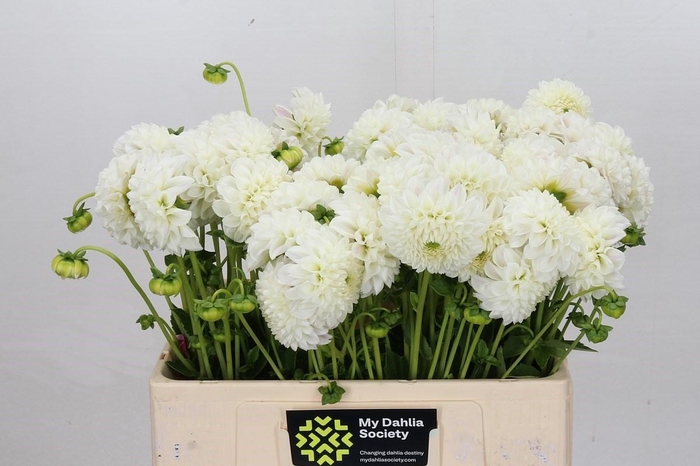 <h4>Dahlia Ice Ice Baby</h4>
