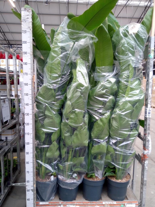 <h4>Strelitzia nicolai</h4>