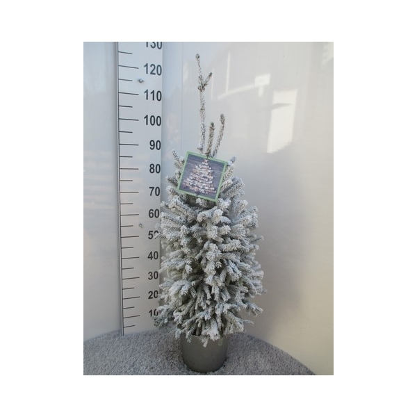 <h4>Picea sneeuw Super Green 80-90, P28</h4>