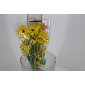 GERBERA PASTINI NICOSIA < 050 CM < 10 CM DIAM