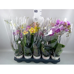 Phalaenopsis   ...mix