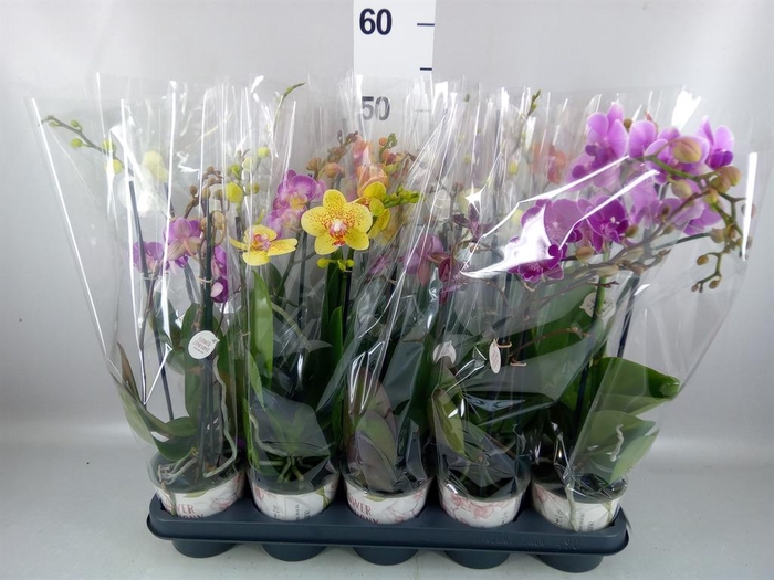 <h4>Phalaenopsis   ...mix</h4>