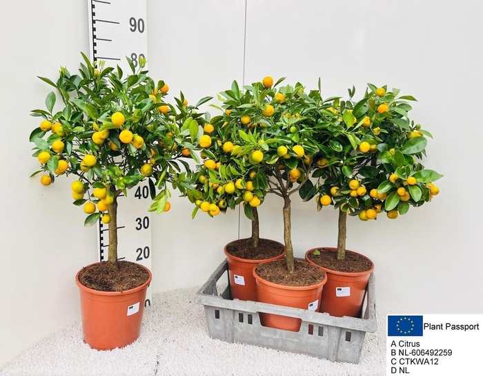 <h4>CITR MICROCARPA</h4>