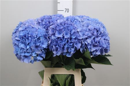 <h4>Hydr M Royal Parade</h4>