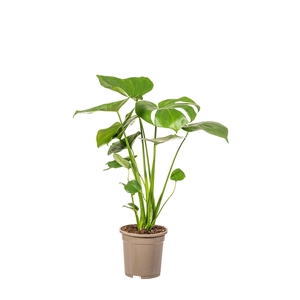 Monstera deliciosa Tauerii T17