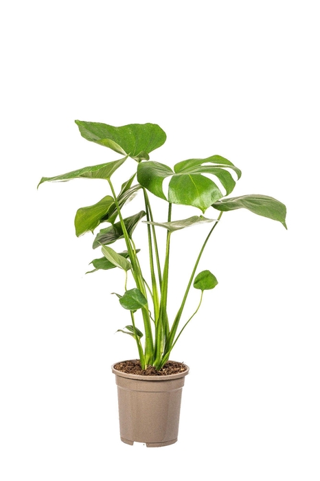<h4>Monstera deliciosa Tauerii T17</h4>