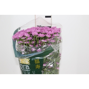 MADIBA LINDI PINK 070 CM