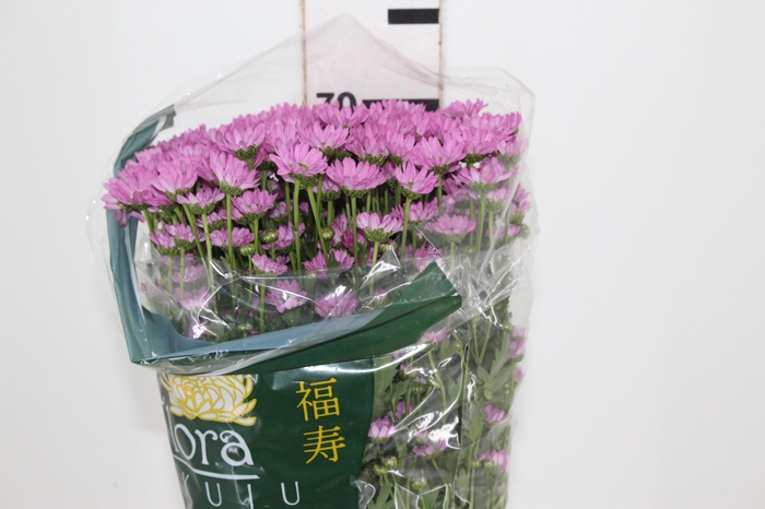 <h4>MADIBA LINDI PINK 070 CM</h4>