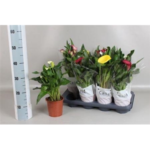 ** Zant Gem 4 Kl 3-4+ * Spring Deal *