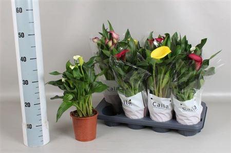 <h4>** Zant Gem 4 Kl 3-4+ * Spring Deal *</h4>