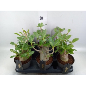 Adenium NB 'Ansu Baobab'