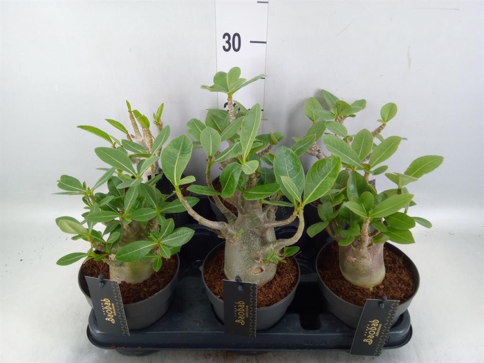 <h4>Adenium NB 'Ansu Baobab'</h4>