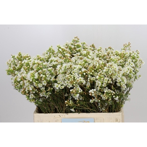 Chamelaucium Dawn Pearl