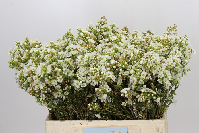 <h4>Chamelaucium Dawn Pearl</h4>