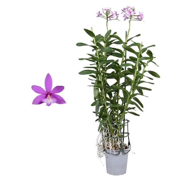 <h4>Epidendrum paars 2 tak</h4>