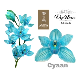 CYMB DYED CYAAN