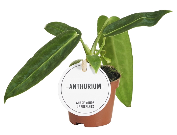 <h4>Anthurium blad</h4>