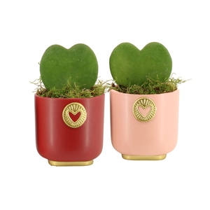 21787: Lovess arrangement