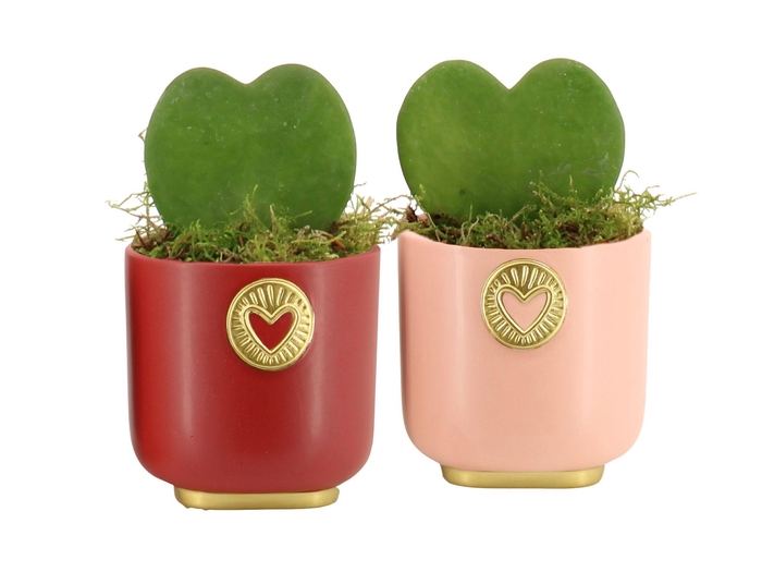 <h4>21787: Lovess arrangement</h4>