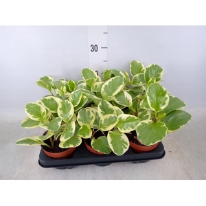 Peperomia obt. 'Variegata'