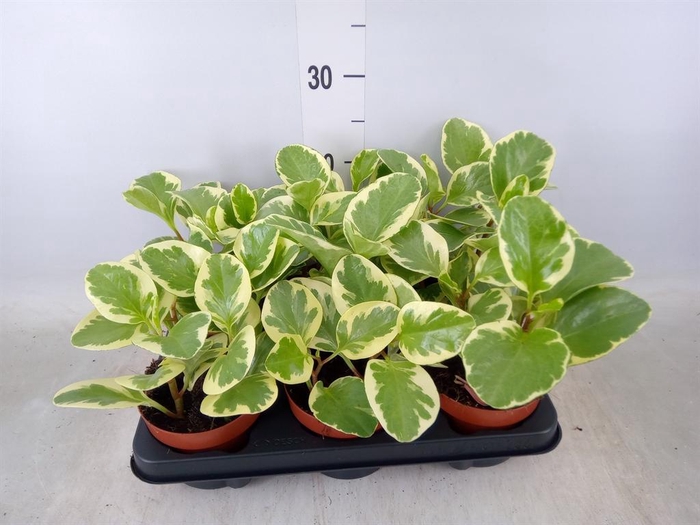 <h4>Peperomia obt. 'Variegata'</h4>