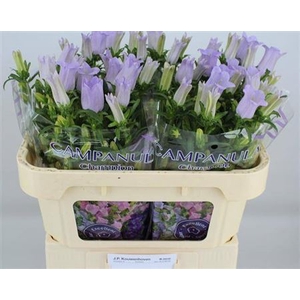 Campanula medium 'Champion Lavender'