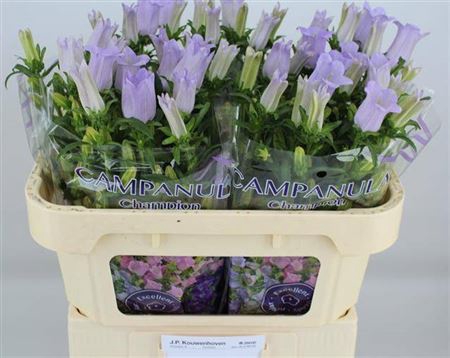 <h4>Campanula medium 'Champion Lavender'</h4>