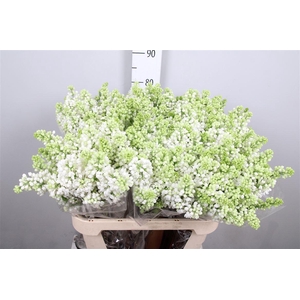 Syr V Mme Fl Stepman 2+