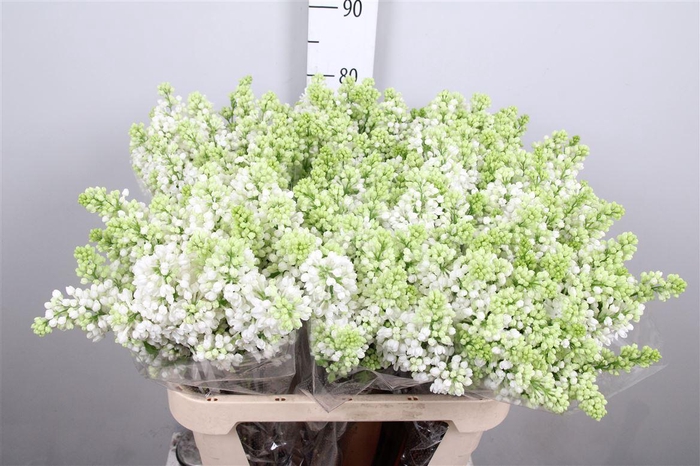 <h4>Syr V Mme Fl Stepman 2+</h4>