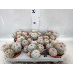 Mammillaria bombycina