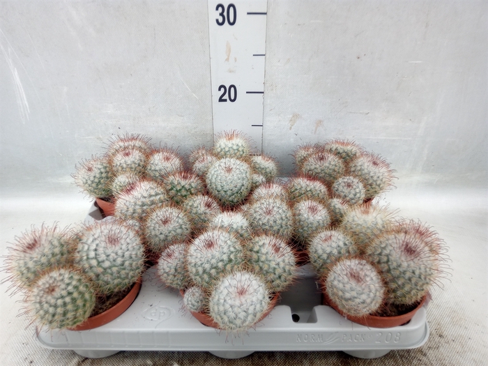 <h4>Mammillaria bombycina</h4>