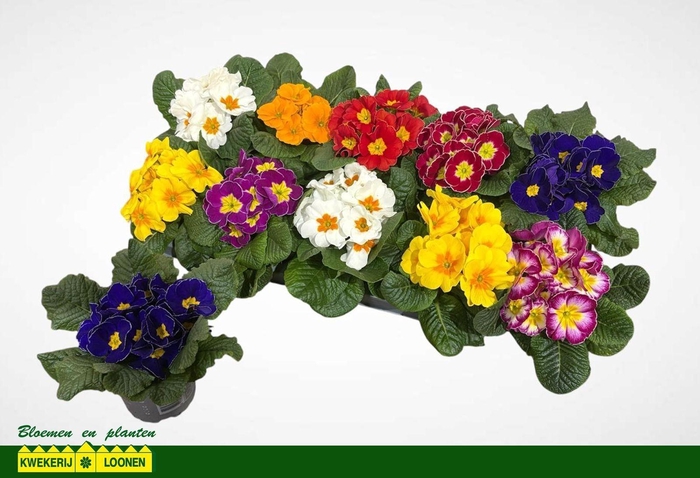 <h4>PRIM AC GEM</h4>