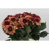 Dahlia Creme de Cognac