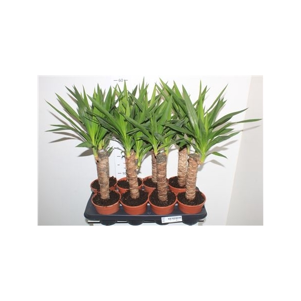 <h4>Yucca 30cm Stam Meerkop</h4>