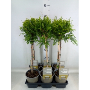 Thuja occid. 'Brabant'