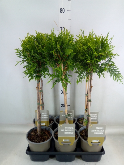 <h4>Thuja occid. 'Brabant'</h4>